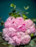 Pink Peonies